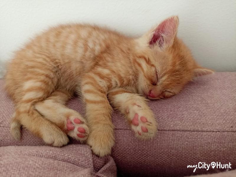 myCityHunt Tour a Piedi 3